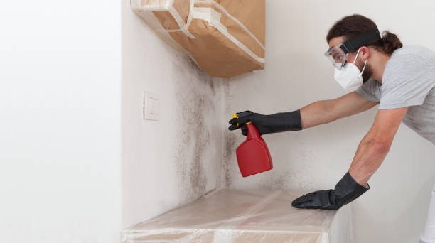 Professional Black Mold Removal technician working in Saint James, NY