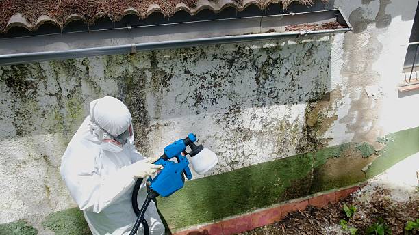 Trusted Black Mold Removal service in Saint James, NY - Cheap Mold Removal